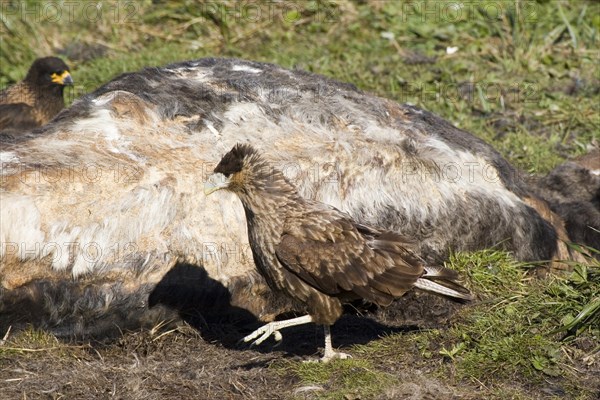 Crested Caracara