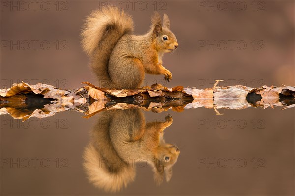 Eurasian red squirrel