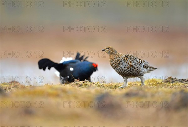 Black grouse