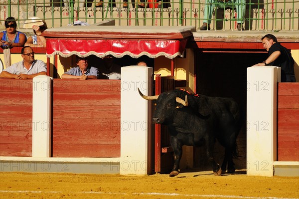 Bullfight