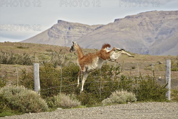 Guanaco