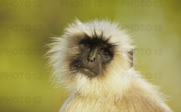 Northern Plains Grey Langur