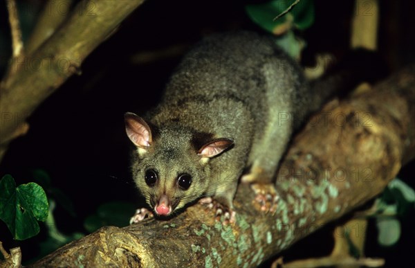 Common common brushtail possum