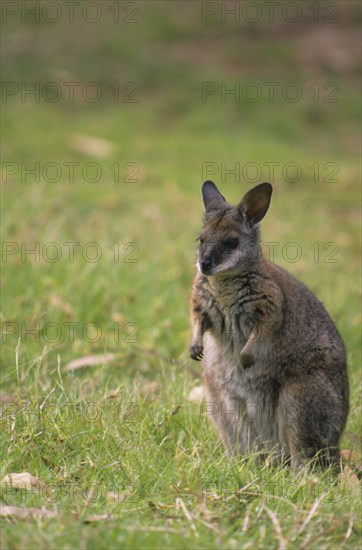 Parma parma wallaby