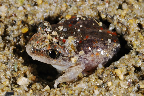 Pelobatus fuscus