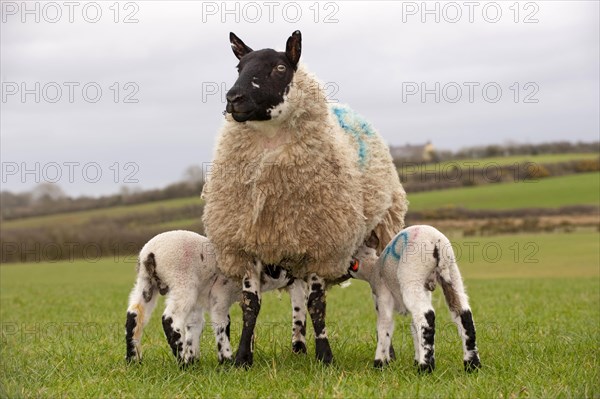 Domestic Sheep