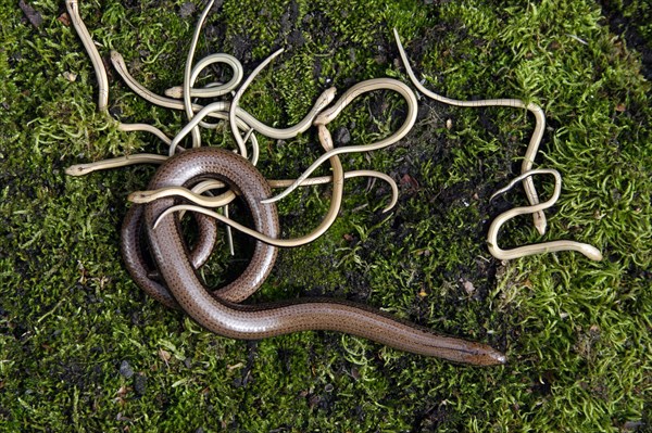 Slow worms