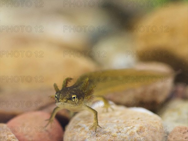 Pond Newt