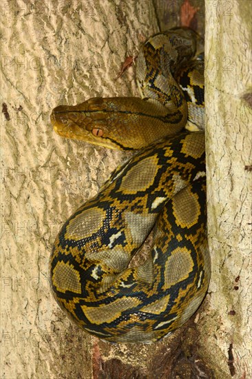 Reticulated Python