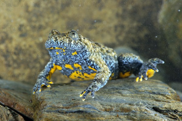 Apennine Yellow-bellied Toad