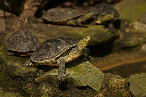 Chinese stripe-necked turtle