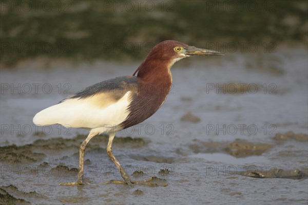 Chinese Pond-heron