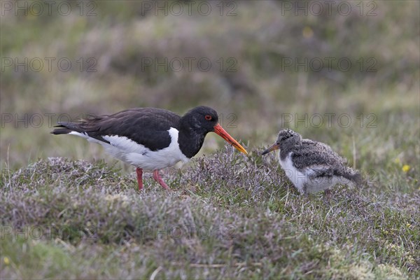 Eurasian Oystercatcher