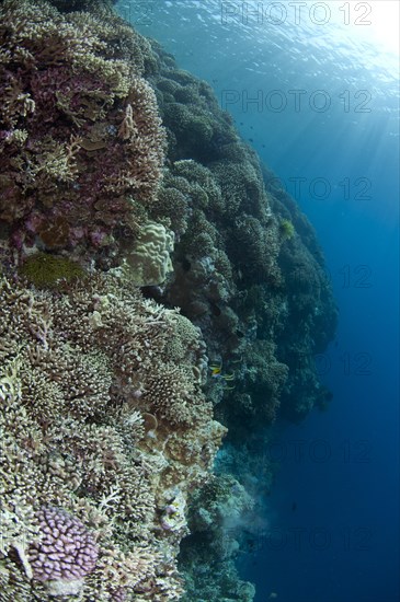 Staghorn Coral