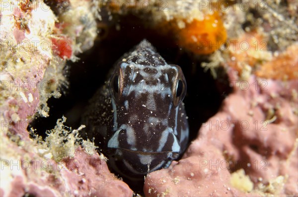 Barred Blenny