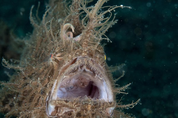 Striated frogfish