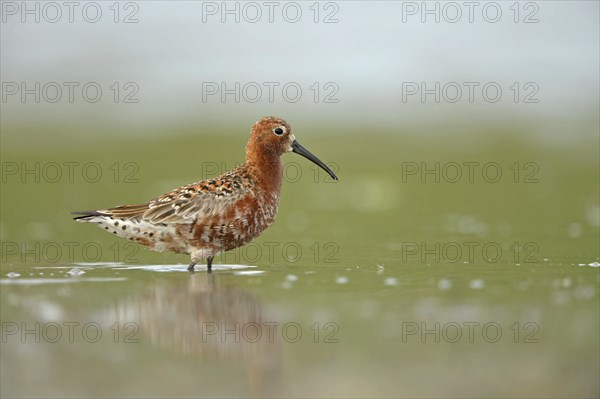 Curlew Sandpiper