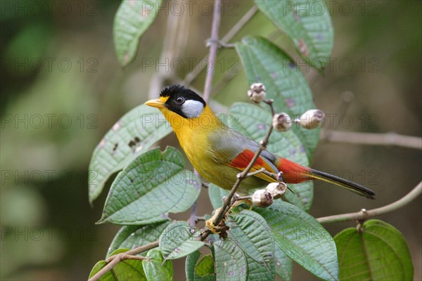 Silver-eared Sunbird