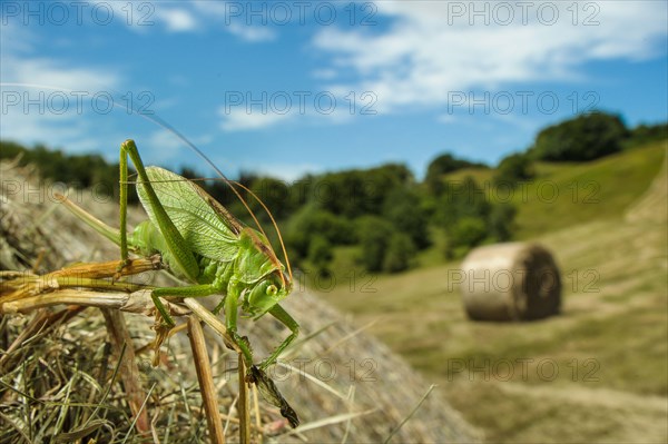 Upland Green Bush-cricket