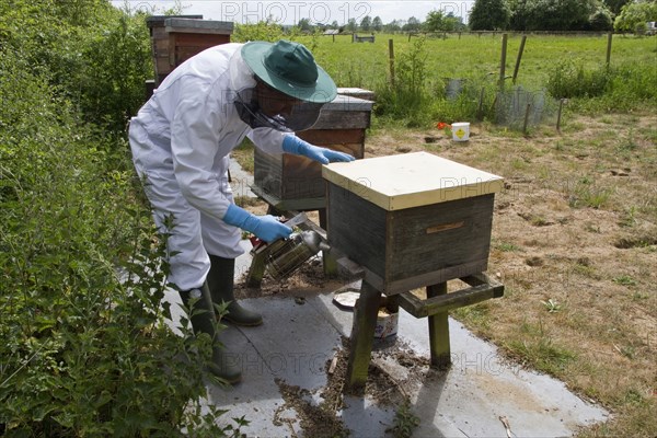 Using a smoker at the entrance of the hive to the brood box to calm the honey bees