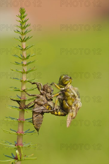 Broad-bodied Chaser adult