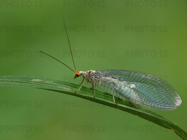 Lacewing