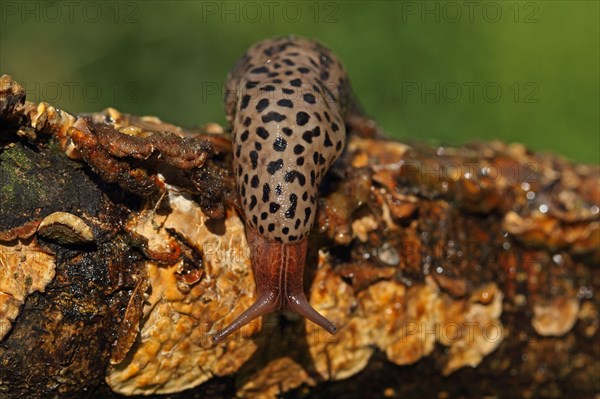 Great grey slug