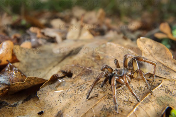 Trapdoor Spider