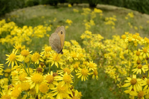 Meadow Brown