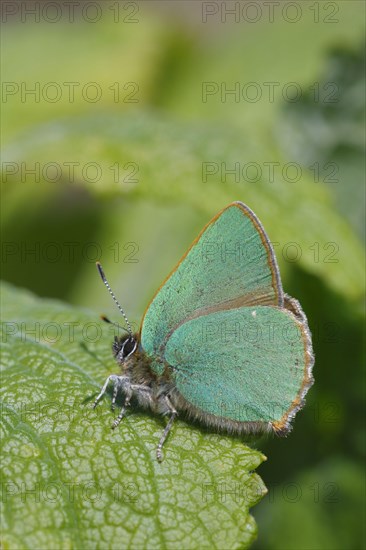 Green Hairstreak