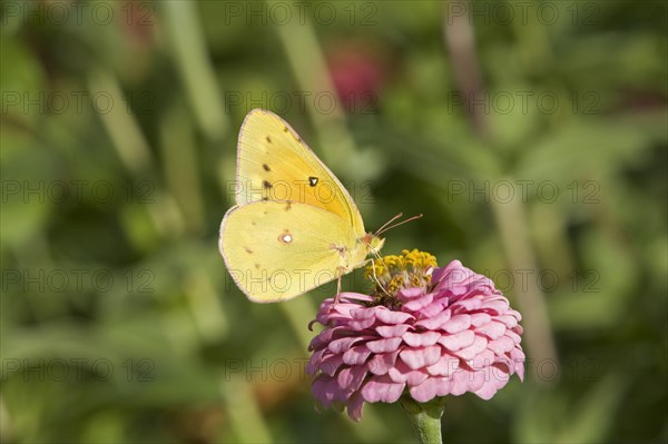 Pink-edged Sulphur