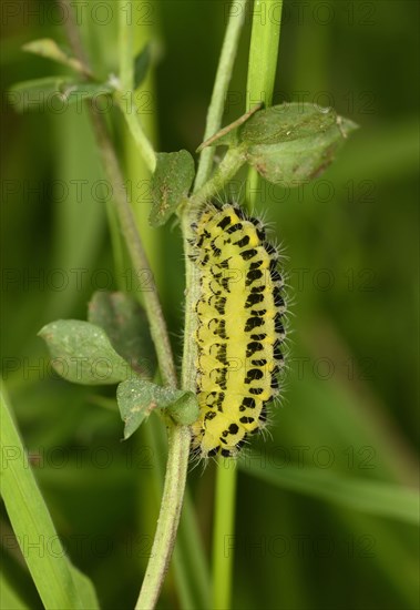 Five-spot burnet