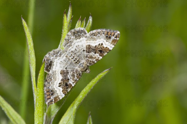 Common Carpet