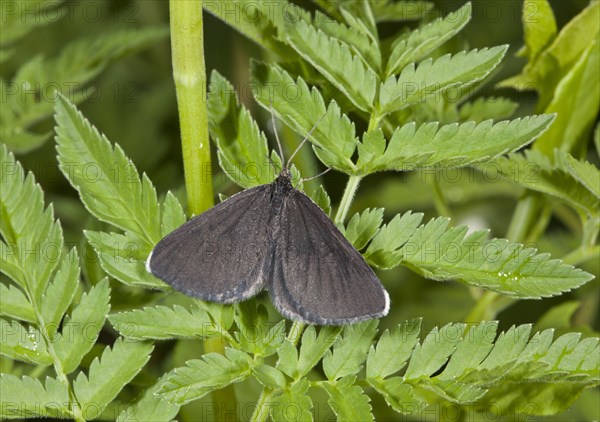 Chimney Sweeper