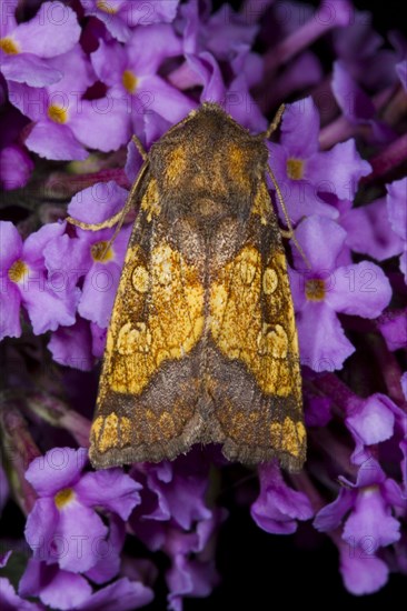 Frosted orange moth