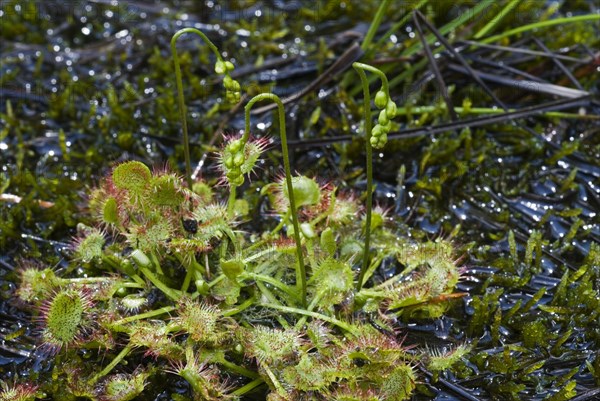 Round-leaved Sundew