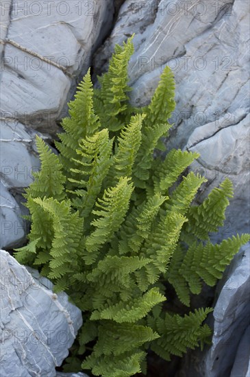 Rigid Buckler Fern