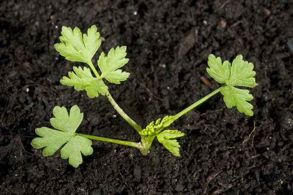 Young plant of fool's parsley