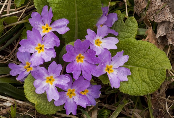 Common primrose