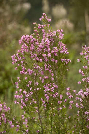 Flowering Spanish heather