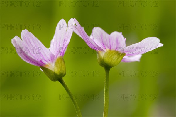 Pink candy flower