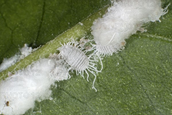 Greenhouse mealybugs