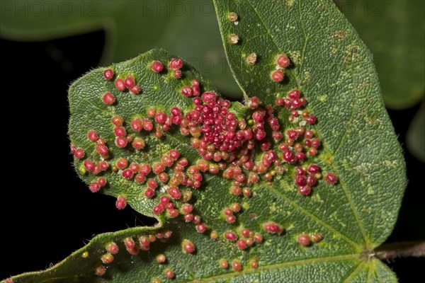 Red Pustule Gall Mite