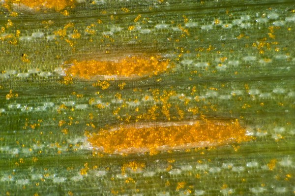 A microphotograph of oat crown rust