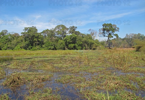 View over a wetland in open forest habitat