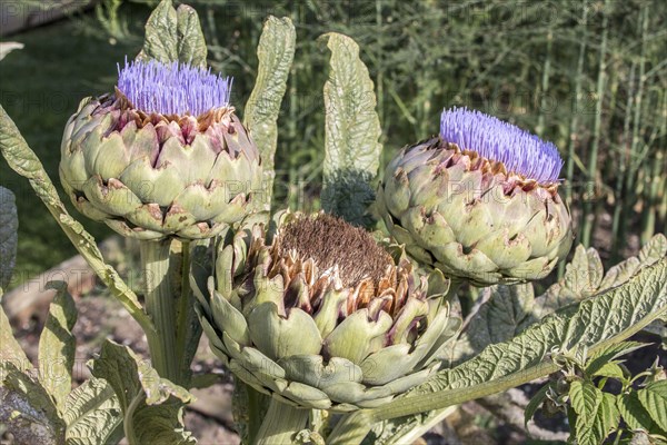 Artichoke