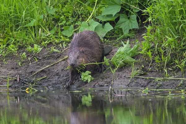 Eurasian beaver