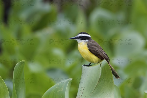 Great kiskadee