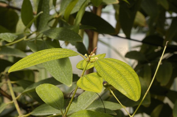 Ceylon Cinnamon Tree