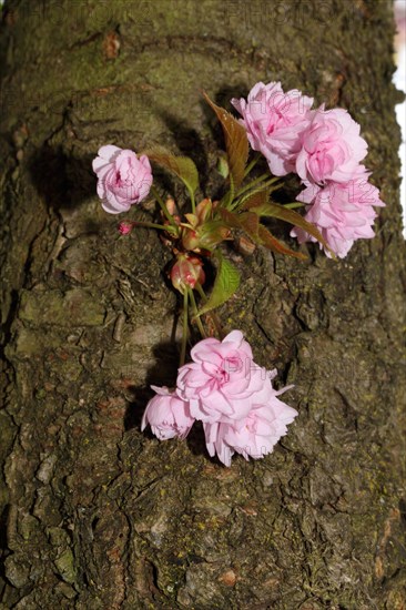 Japanese ornamental cherry